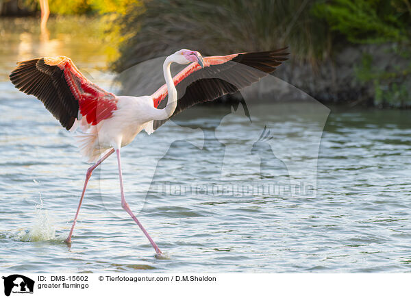 Rosaflamingo / greater flamingo / DMS-15602