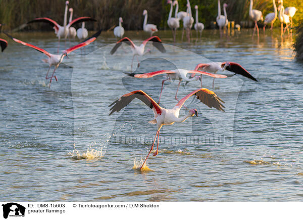 Rosaflamingo / greater flamingo / DMS-15603