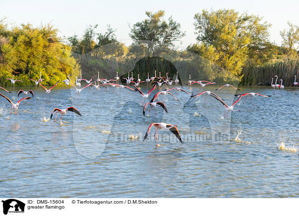Rosaflamingo / greater flamingo / DMS-15604