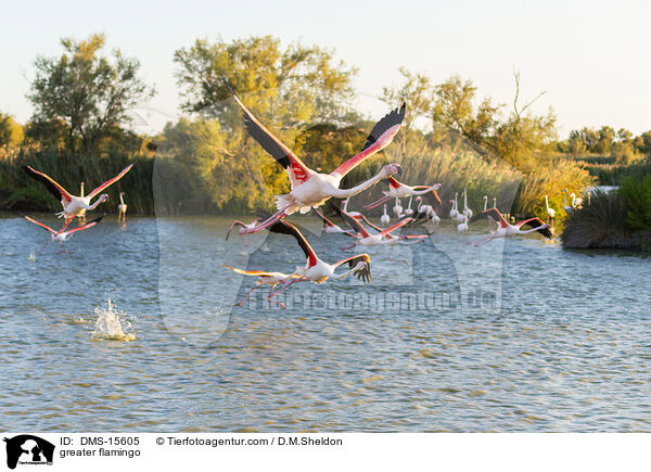 Rosaflamingo / greater flamingo / DMS-15605