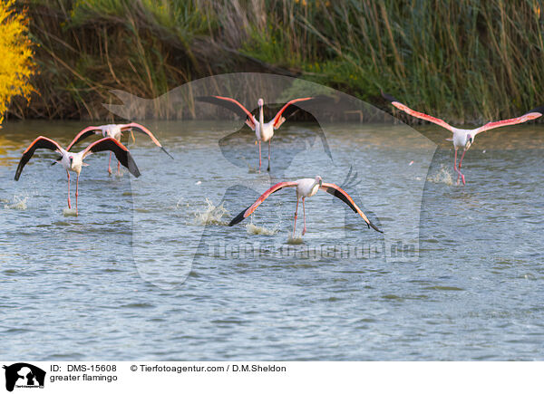 Rosaflamingo / greater flamingo / DMS-15608