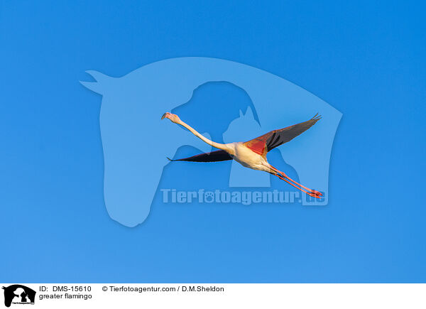 Rosaflamingo / greater flamingo / DMS-15610