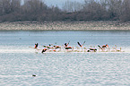 greater flamingos