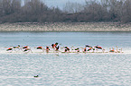 greater flamingos