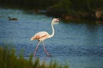 Greater Flamingo
