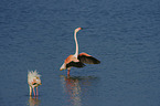 Greater Flamingos