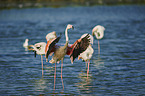 Greater Flamingos