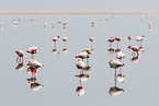 greater flamingos