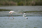 greater flamingo