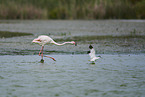 greater flamingo