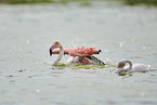 greater flamingos