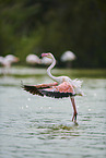greater flamingos