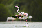 greater flamingos