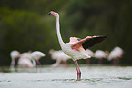 greater flamingos