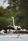 greater flamingos