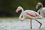 greater flamingos