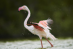 greater flamingo