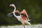 greater flamingo