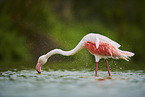 greater flamingo