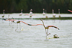 greater flamingos