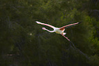 greater flamingo