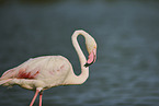 greater flamingo