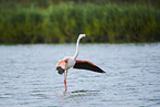 greater flamingo