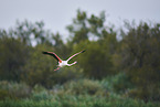greater flamingo