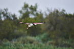 greater flamingo