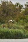 greater flamingo