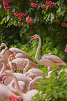 greater flamingos