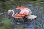 greater flamingo