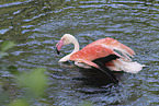 greater flamingo