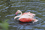 greater flamingo