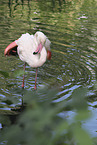 greater flamingo