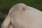 greater flamingo