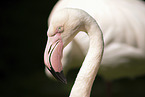 greater flamingo