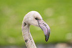 Greater Flamingo