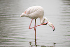 Greater Flamingo