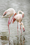 Greater Flamingo