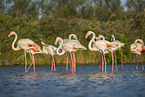 greater flamingo