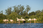 greater flamingo