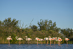 greater flamingo