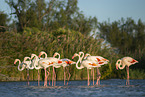 greater flamingo