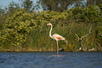 greater flamingo