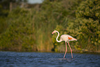 greater flamingo