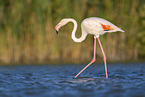 greater flamingo