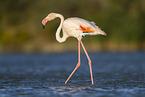 greater flamingo