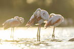 greater flamingo