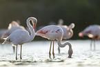 greater flamingo
